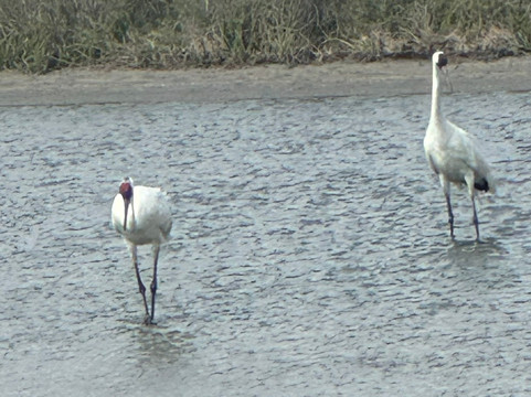 Rockport Birding and Kayak Adventures-罗克波特必去景点