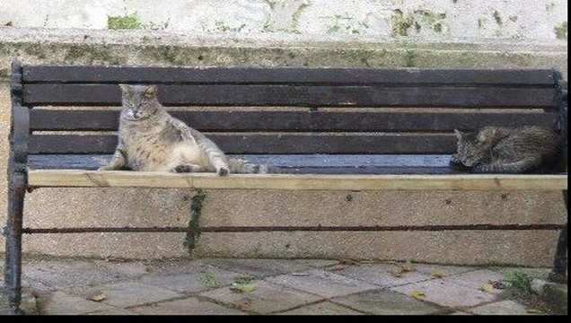 Save A Gato-圣胡安必去景点