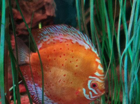 SEA LIFE Konstanz-康士坦茨必去景点