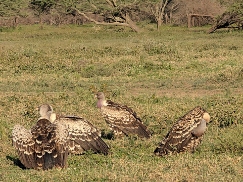 Safaris-R-Us-阿鲁沙必去景点