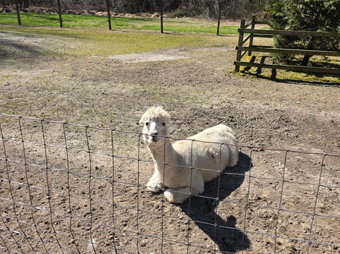 Jersey Shore Alpacas-开普梅必去景点