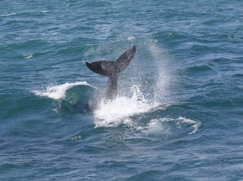 Whale Samaná With Kim-Santa Barbara de Samana必去景点