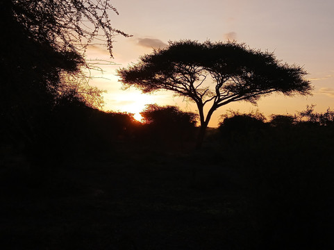 Flexivel Kenya Safaris-内罗毕必去景点