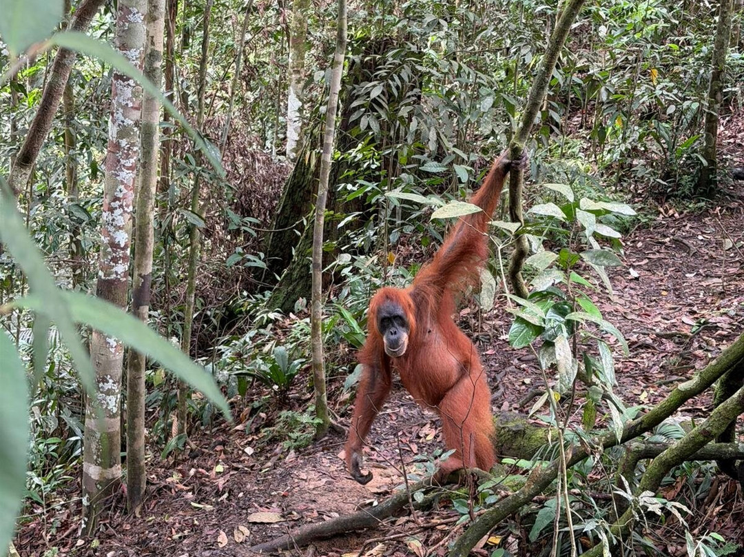 Trek of Sumatra-武吉拉旺必去景点
