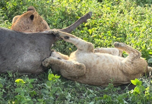 Earthlife Expeditions-阿鲁沙必去景点