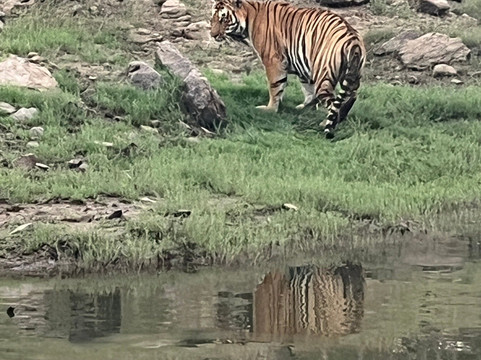 Satpura National Park-中央邦必去景点