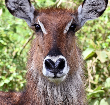 Malnodez Safaris-纳库鲁必去景点