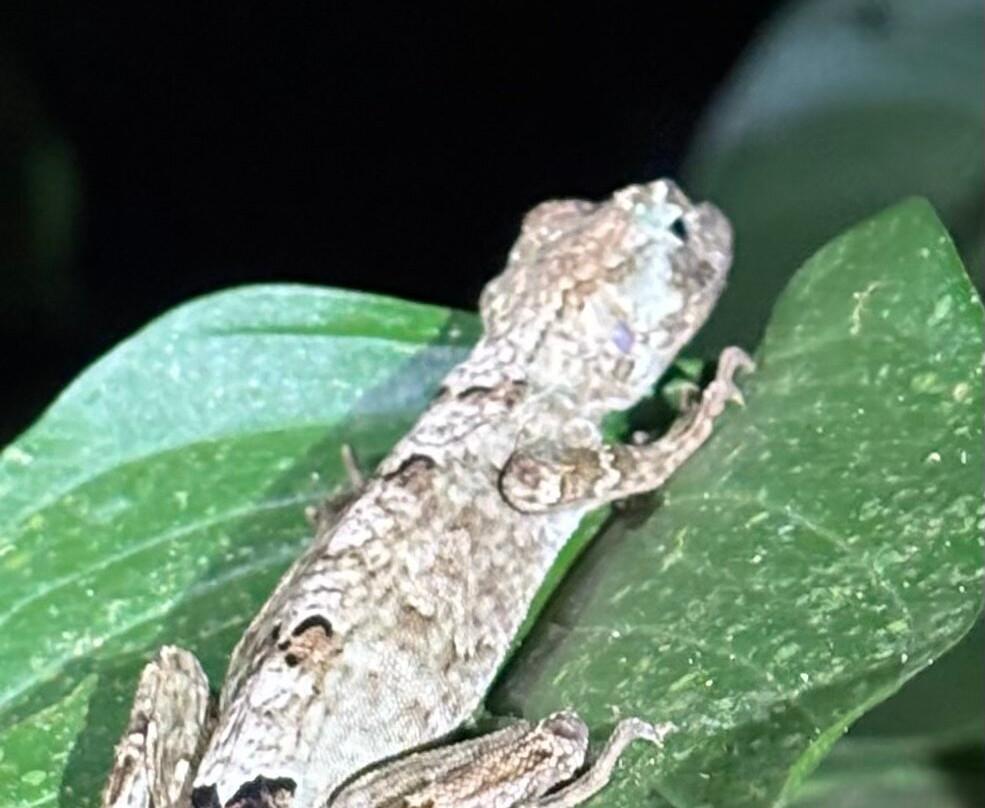 Chilamate Rainforest Eco Retreat主图