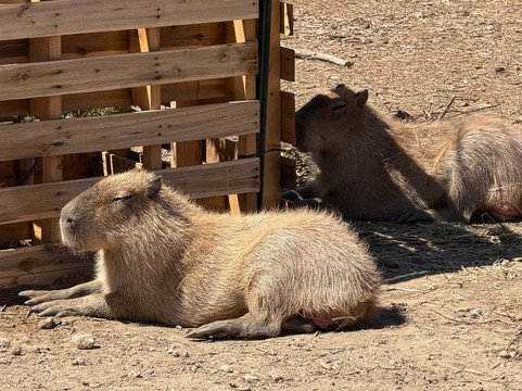 Grapetown Vineyard-弗雷德里克斯堡必去景点