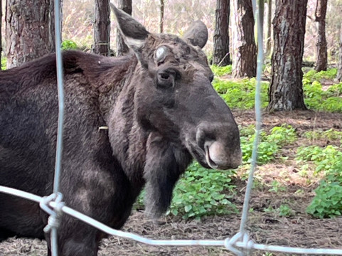 Wildwood Trust-Herne Bay必去景点