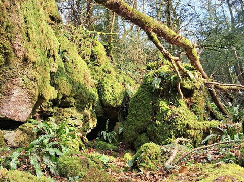 Puzzlewood-Coleford必去景点