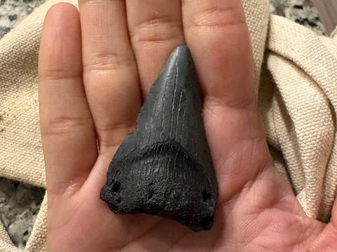 Charleston Fossil Adventures-查尔斯顿必去景点