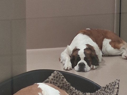 Barryland - Musée et chiens du St-Bernard-马蒂尼必去景点