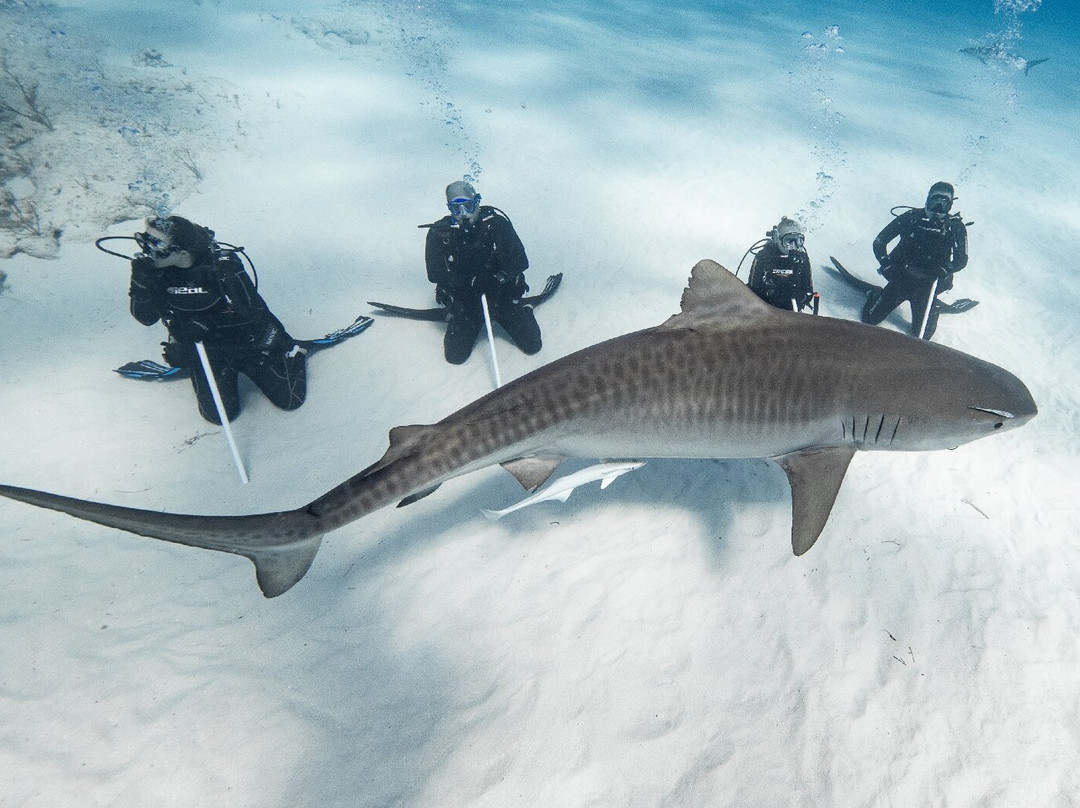 Epic Diving-West End必去景点