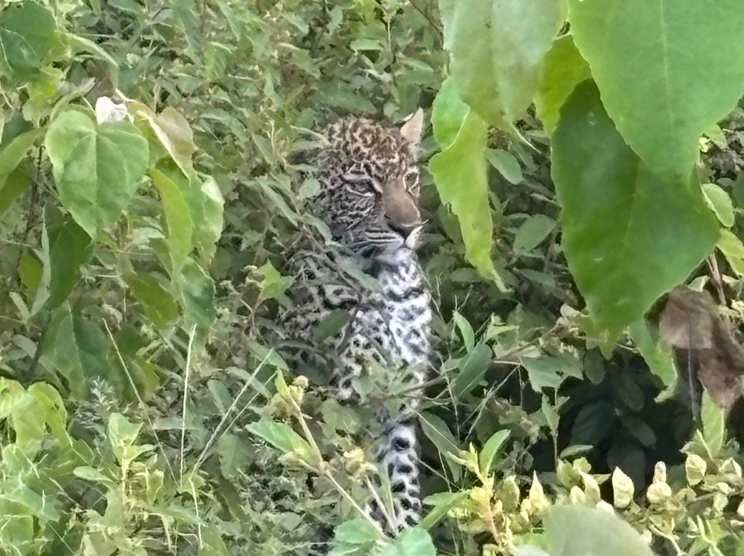 Gamewatchers Safaris-内罗毕必去景点