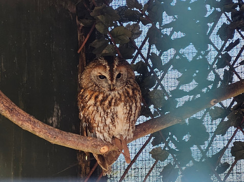 The Owls Trust-兰迪德诺必去景点