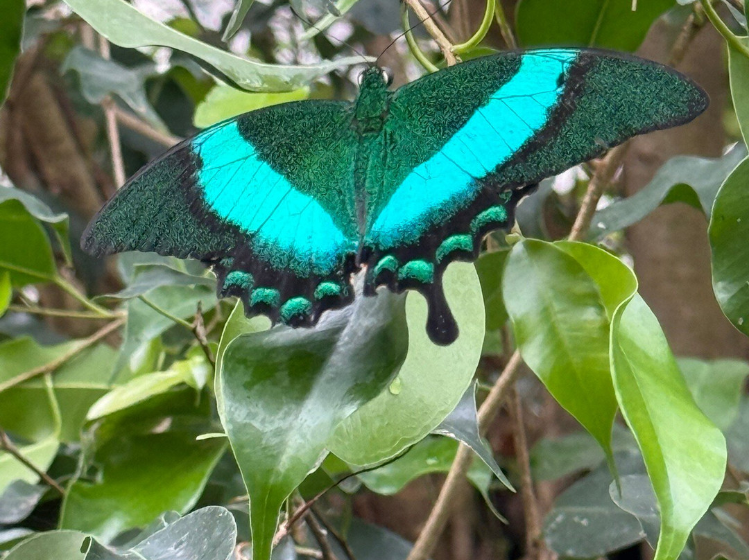 Stratford Butterfly Farm-埃文河畔斯特拉特福必去景点