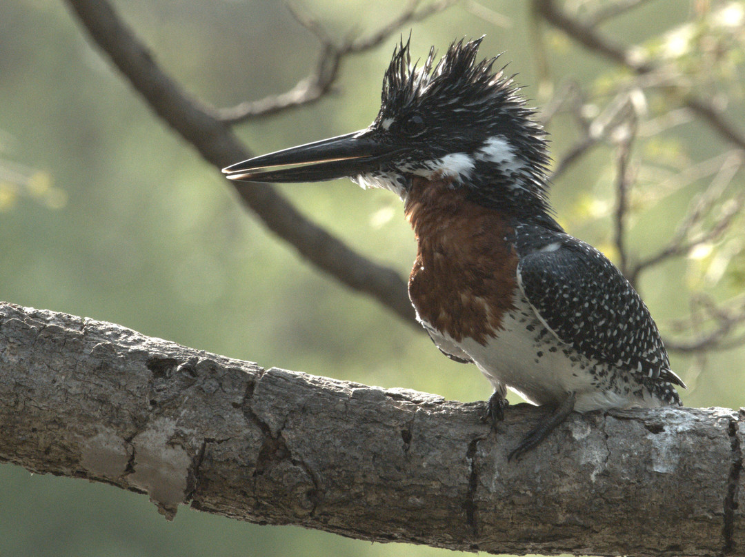 Senegambia Birding-Mandinari必去景点