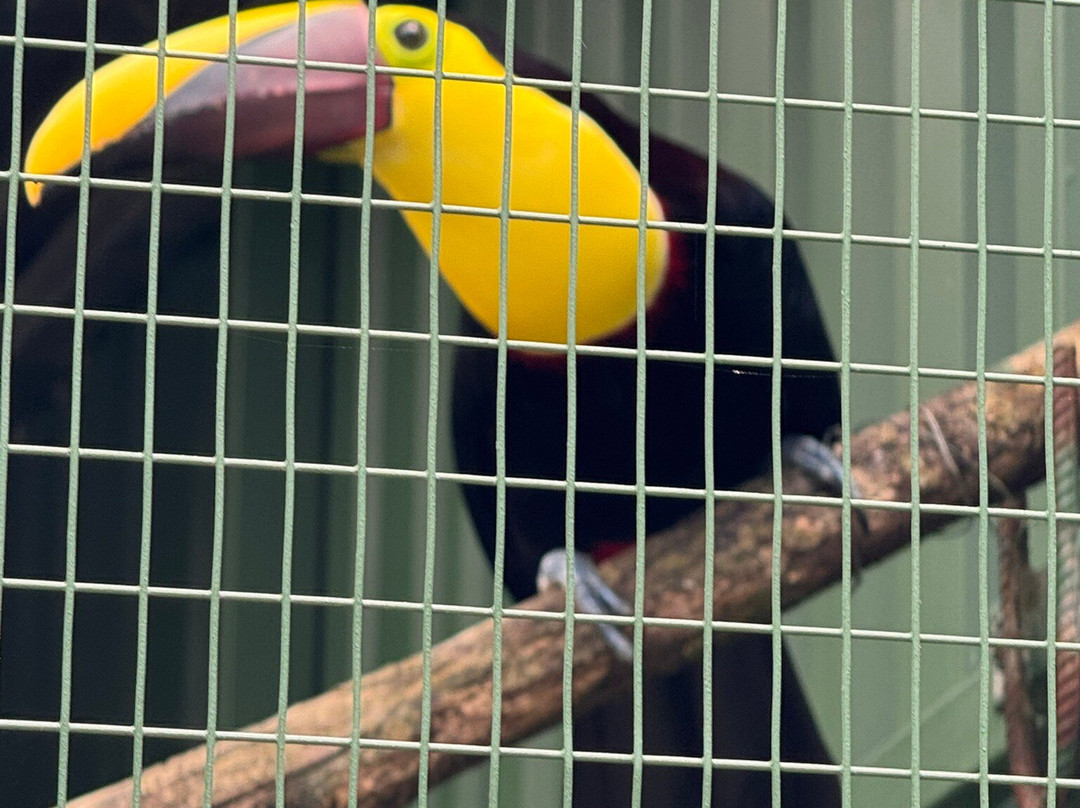 Toucan Rescue Ranch-San Isidro必去景点