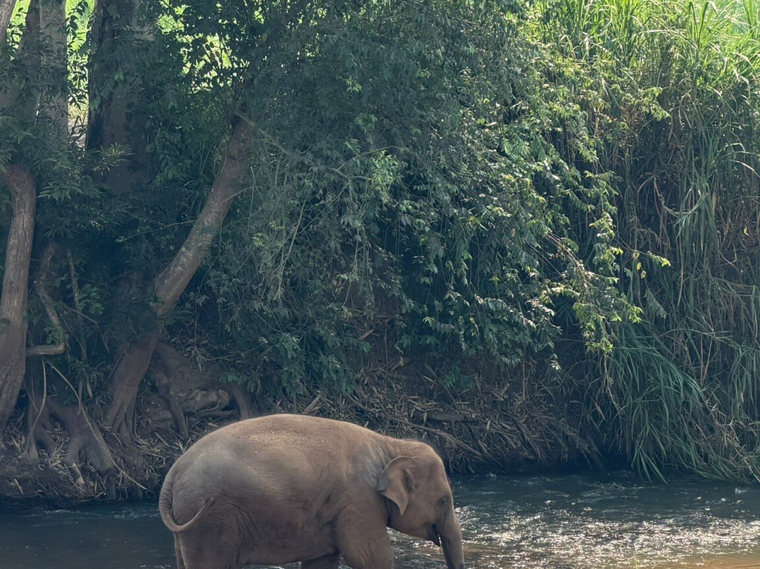 Pon Elephant Thailand-清迈必去景点