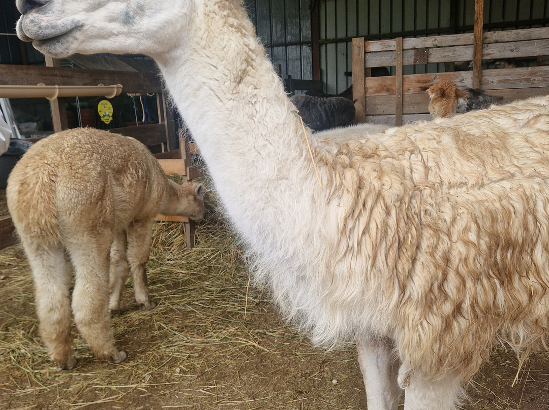 Lama Émoi-圣艾尼昂必去景点