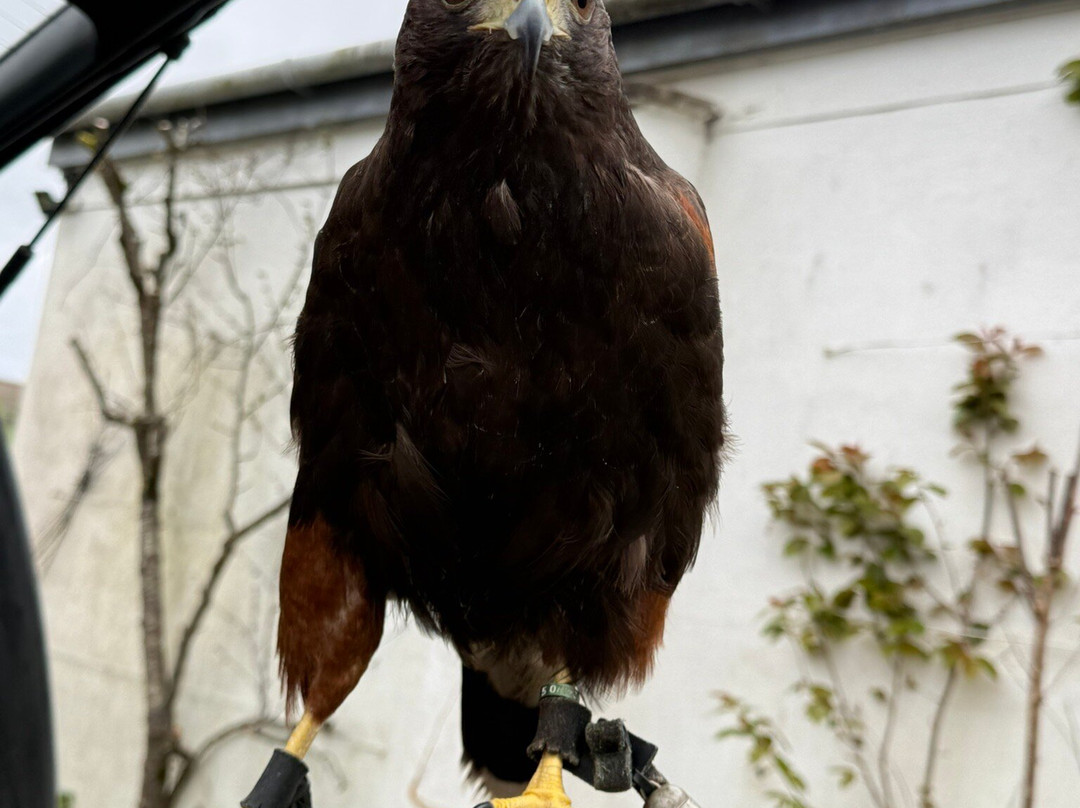 North Devon Hawk Walks-South Molton必去景点