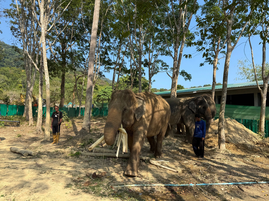 Lanta Island Elephant Lover