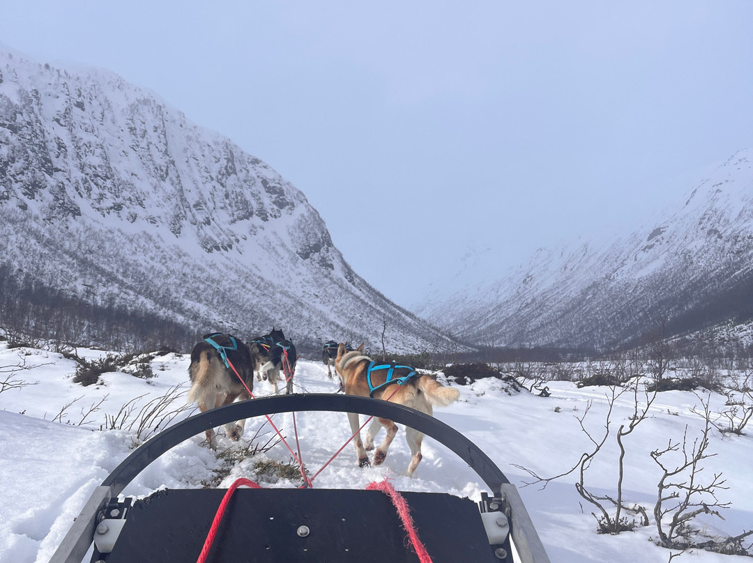 Kvaløya Husky-特罗姆瑟必去景点