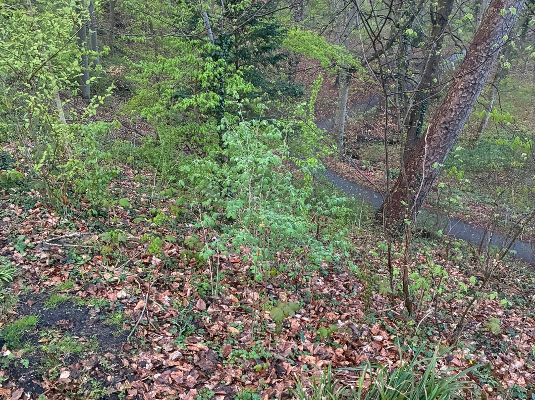 Brouwerskolkpark-Overveen必去景点