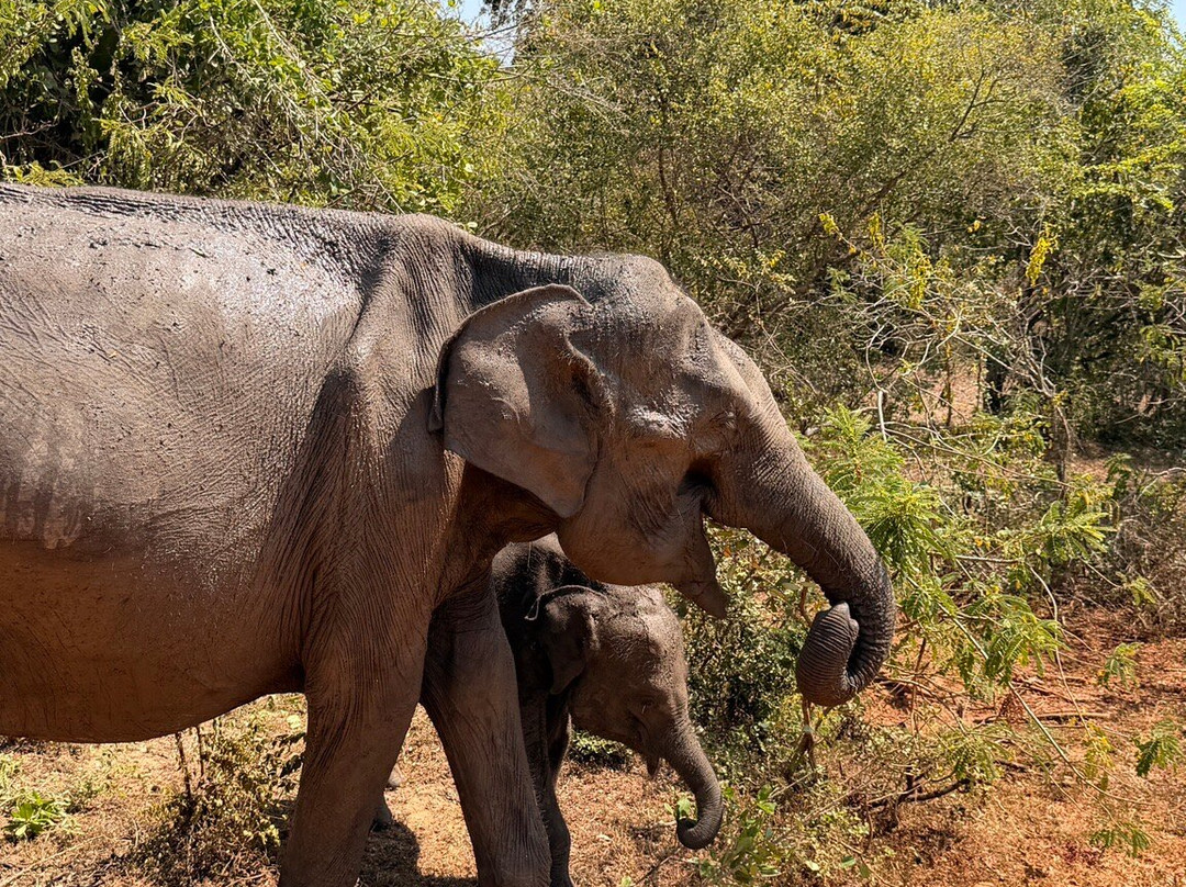 NPA Leopard Safari-蒂瑟默哈拉默必去景点