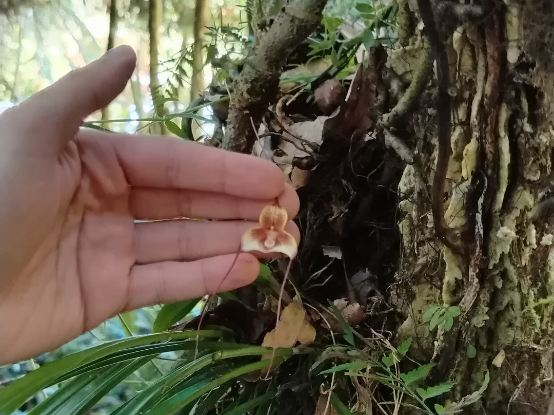 Finca Dracula-Cerro Punta必去景点