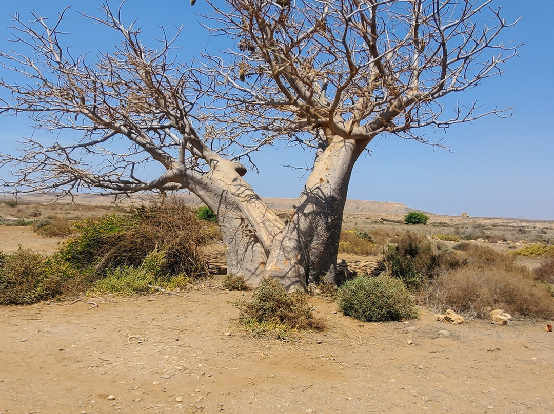 Momo Tour Boa Vista-圣莫尼卡必去景点