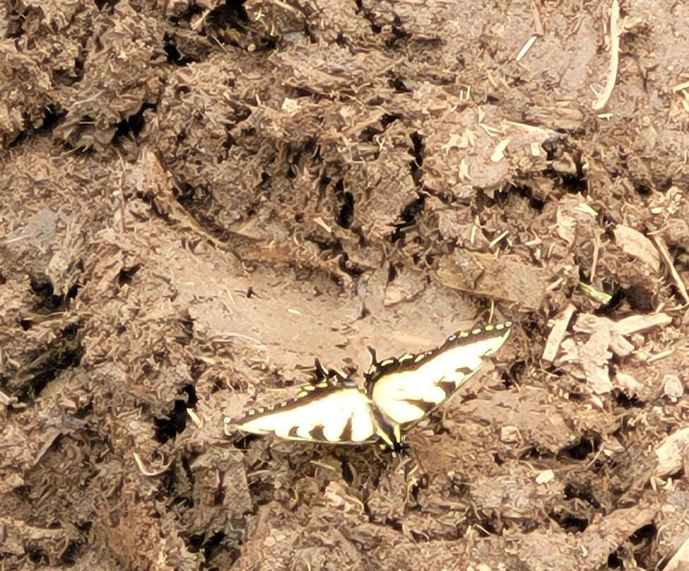 Smoky Mountain Trail Rides and Bison Farm-Marshall必去景点