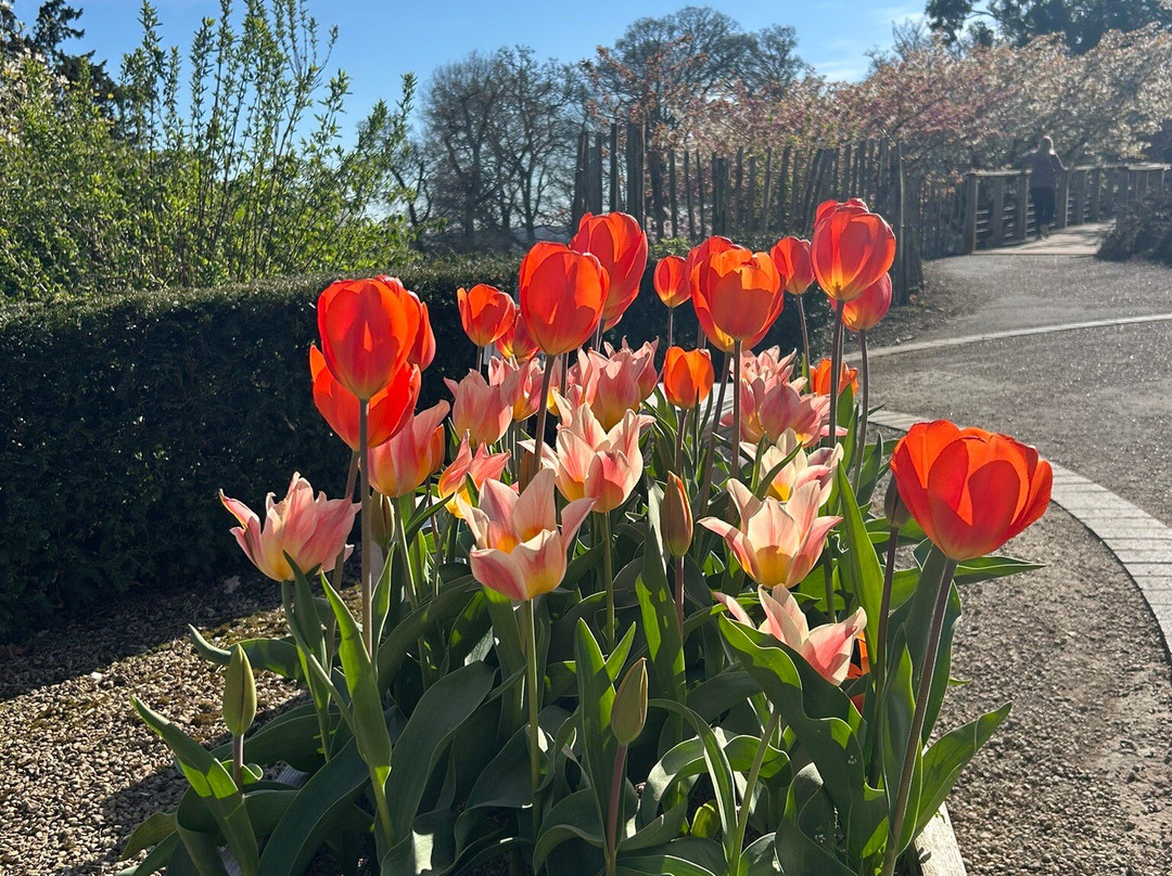 Batsford Arboretum-莫顿因马什必去景点