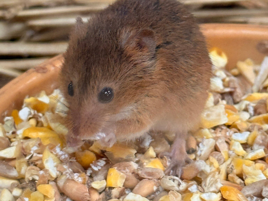 Walby Farm Park-Crosby on Eden必去景点