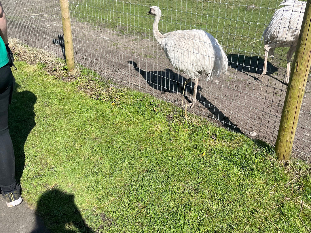 Greenacres Animal Park-Deeside必去景点
