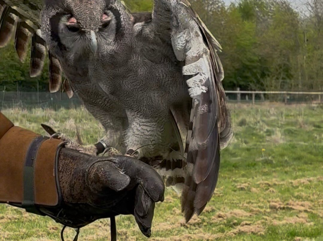 Xtreme Falconry at Dorset Falconry Park-多切斯特必去景点