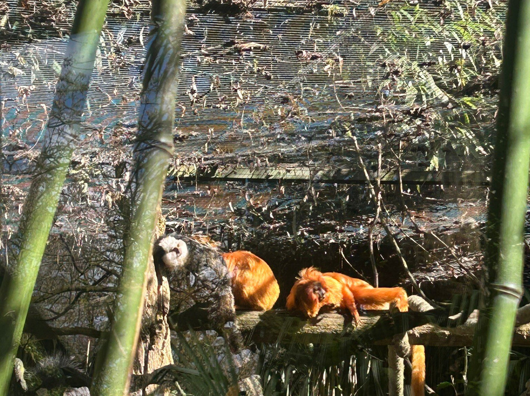 Zoo de La Fleche-La Fleche必去景点