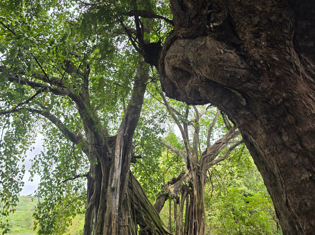 Habitation Clement-Le Francois必去景点