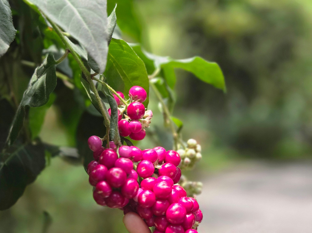 蒙纳大树酒店主图