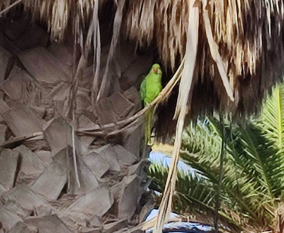 巴利亚唐佩德罗俱乐部酒店主图