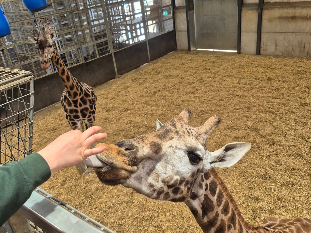 Woburn Safari Park-Woburn必去景点