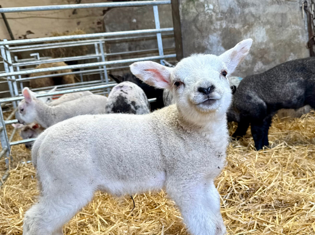 Craigbank Farm-Kilmarnock必去景点