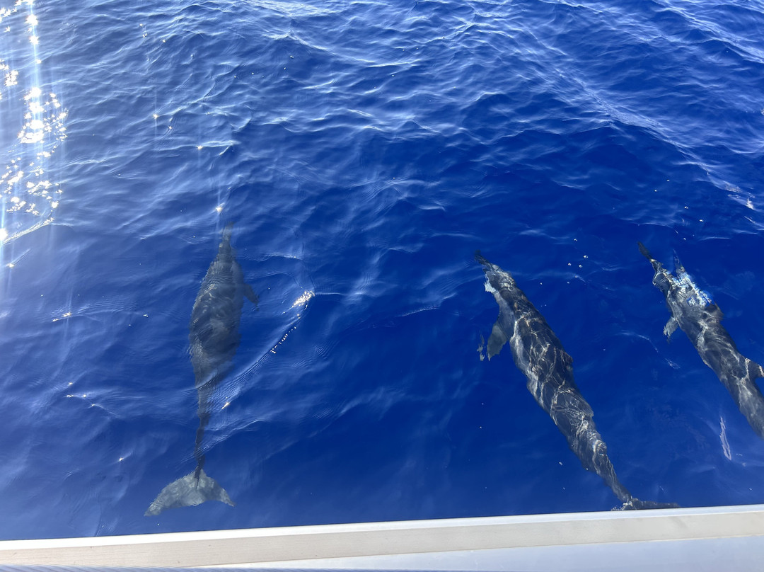 Croisieres & Decouvertes - Le Grand Bleu-圣吉尔莱班必去景点