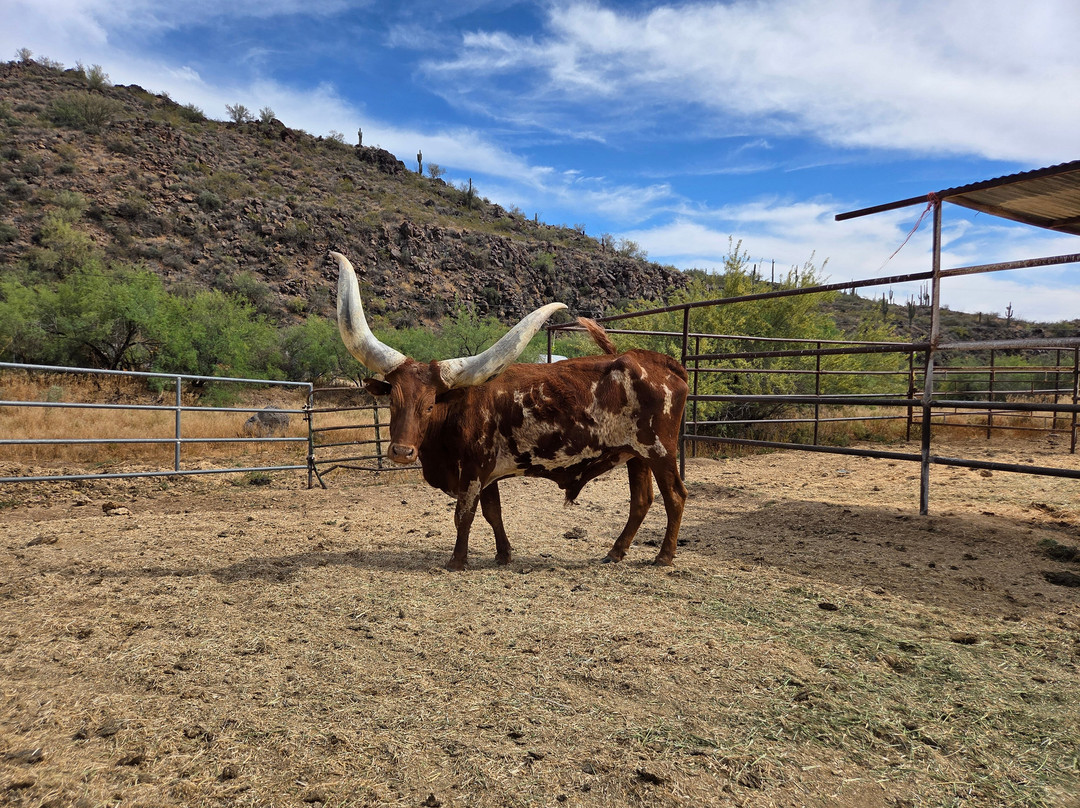 Western Destinations Canyon Creek Ranch - Tours-凤凰城必去景点