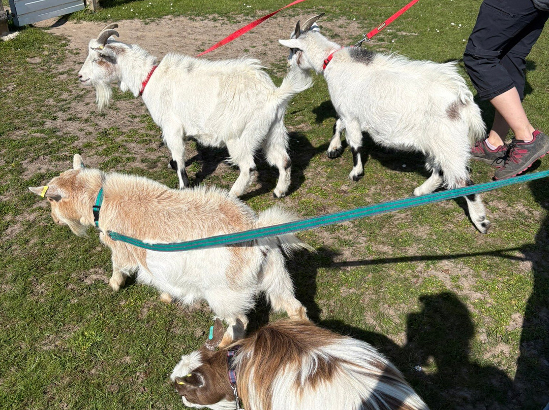 Little Goats At Brockenhurst-Brockenhurst必去景点