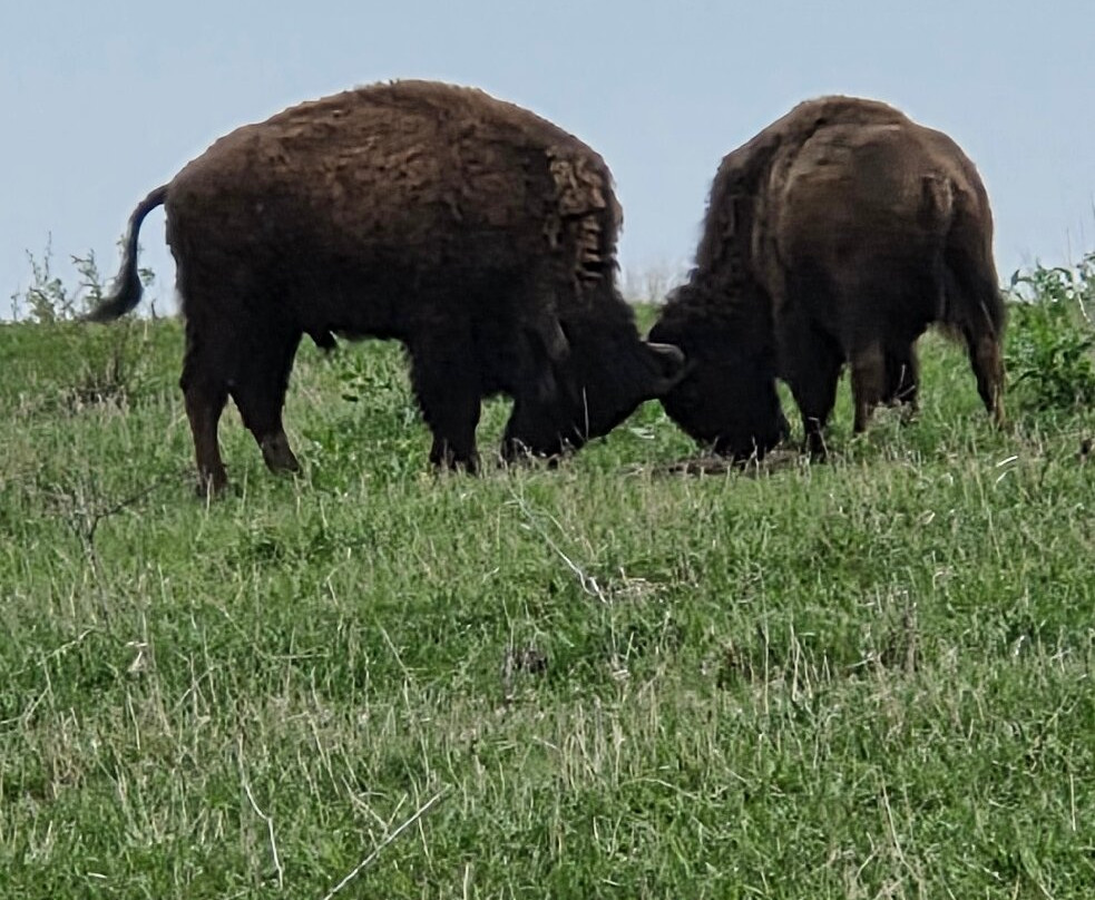 Neal Smith National Wildlife Refuge and Prairie Learning Center-Prairie City必去景点