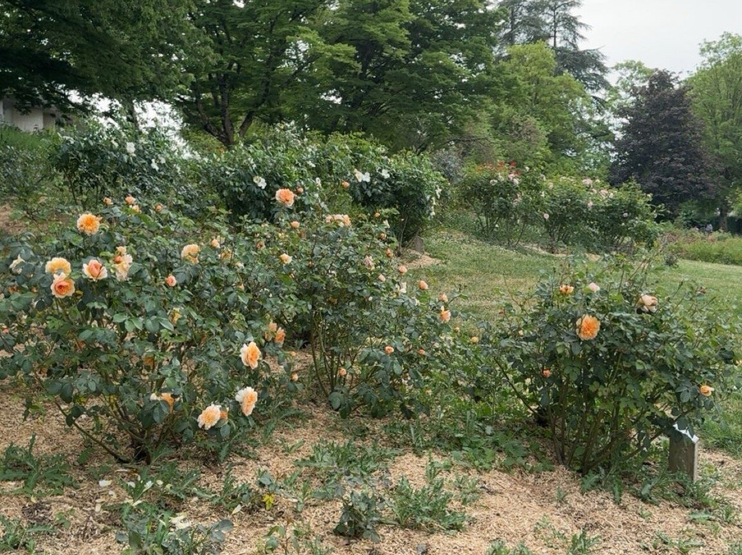 Parc floral de la Roseraie-普瓦捷必去景点