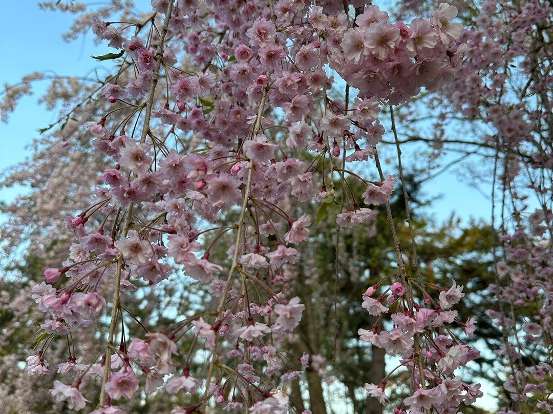 Hirosaki Cherry Blossom Festival-弘前市必去景点