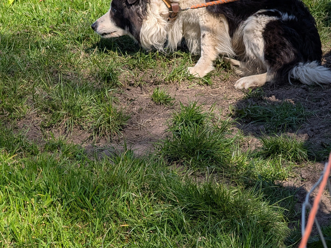 West Kerry Sheep Dog Demonstrations-凯里郡必去景点